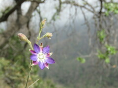Malesherbia linearifolia