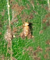 Ectopsocus