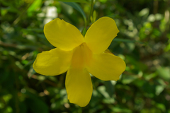 Allamanda
