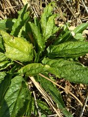 Scrophularia auriculata