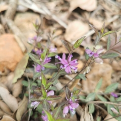 Polygala japonica
