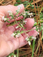 Sericocarpus tortifolius