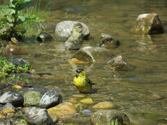 Spinus barbatus