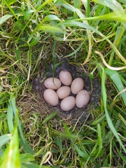 Lophonetta specularioides