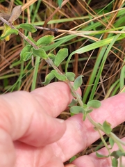 Sericocarpus tortifolius
