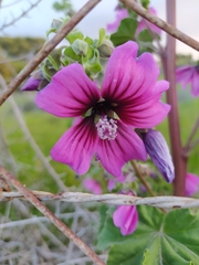 Malva arborea