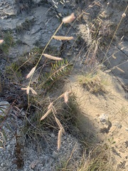 Bouteloua pectinata