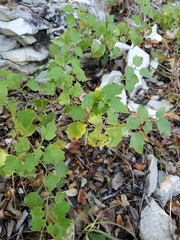 Brickellia californica