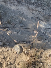 Bouteloua pectinata