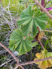 Malva arborea