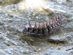 Ormiscodes cinnamomea