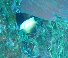 Prognathodes aculeatus