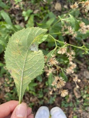 Puccinia menthae
