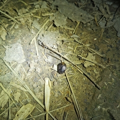 Macroscytus subaeneus