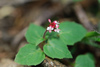 Himalayan Enchanter's-Nightshade - Photo (c) Cheng-Tao Lin, some rights reserved (CC BY), uploaded by Cheng-Tao Lin