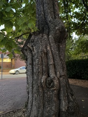 Catalpa bignonioides