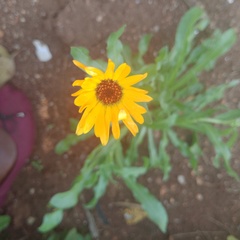 Calendula stellata