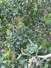 Diospyros texana