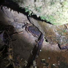 Longpotamon hanyangense