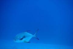 Trachinotus falcatus