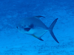 Trachinotus falcatus
