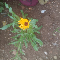 Calendula stellata