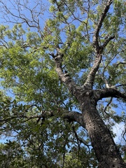Quercus buckleyi