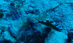 Serranus tabacarius