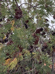 Lyonothamnus floribundus