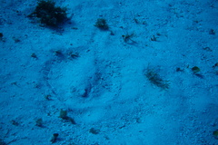 Urobatis jamaicensis