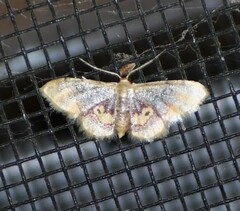 Idaea scintillularia