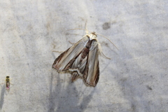 Cucullia convexipennis