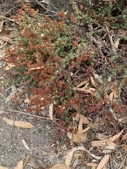 Eriogonum