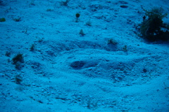 Urobatis jamaicensis