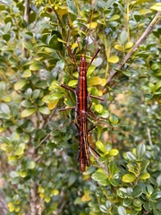 Anisomorpha buprestoides