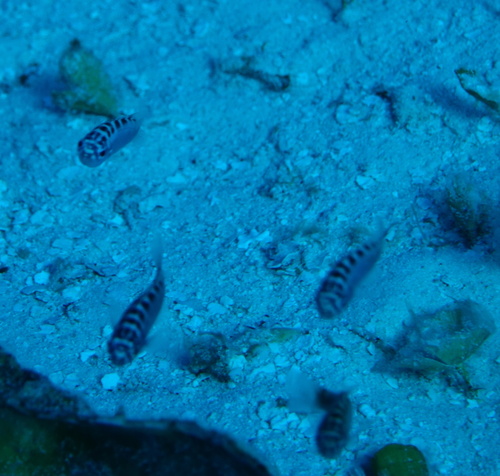 Chalk bass (Serranus tortugarum) — Serranidae — 4