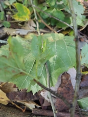 Meconema meridionale