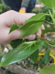 Meconema meridionale