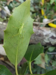 Meconema meridionale