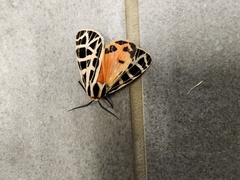 Apantesis parthenice