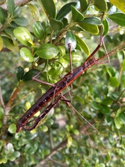 Anisomorpha buprestoides
