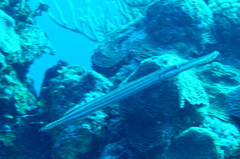 Aulostomus maculatus