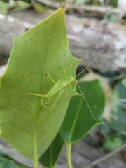 Meconema meridionale