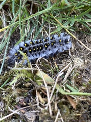 Lophocampa roseata
