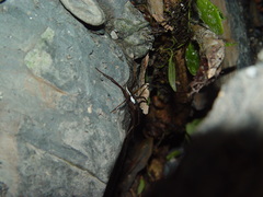 Dolomedes raptor