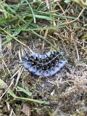 Lophocampa roseata