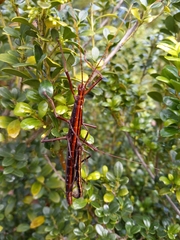 Anisomorpha buprestoides