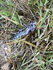 Lophocampa roseata