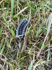 Lophocampa roseata