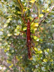 Anisomorpha buprestoides